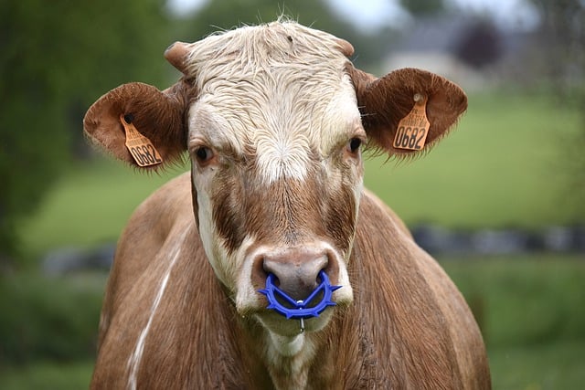 Free download animal mammal cow species fauna free picture to be edited with GIMP free online image editor