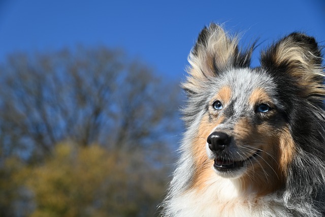 Free download animal mammal dog canine breed free picture to be edited with GIMP free online image editor