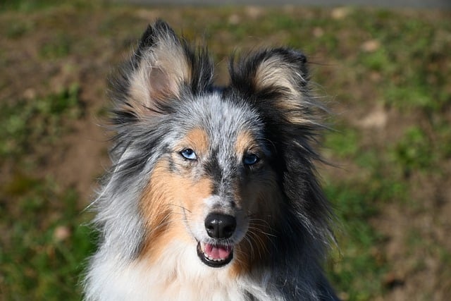 Free download animal mammal dog canine pet free picture to be edited with GIMP free online image editor