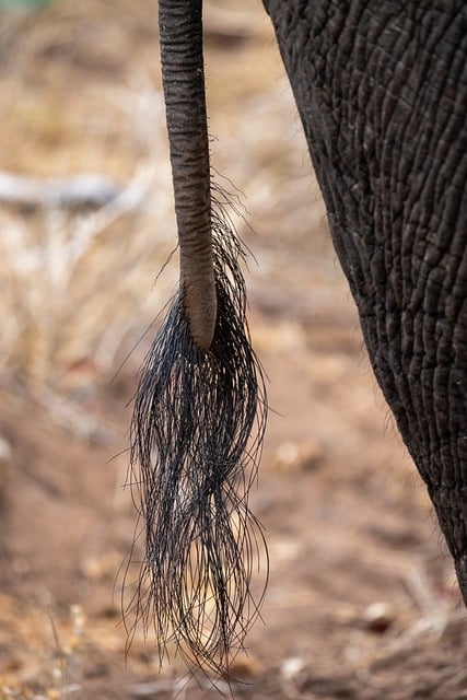 Free download animal mammal elephant pachyderm free picture to be edited with GIMP free online image editor