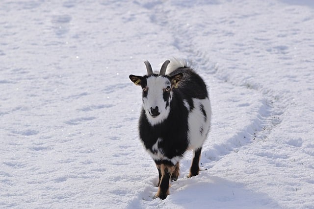 Free download animal mammal goat species fauna free picture to be edited with GIMP free online image editor