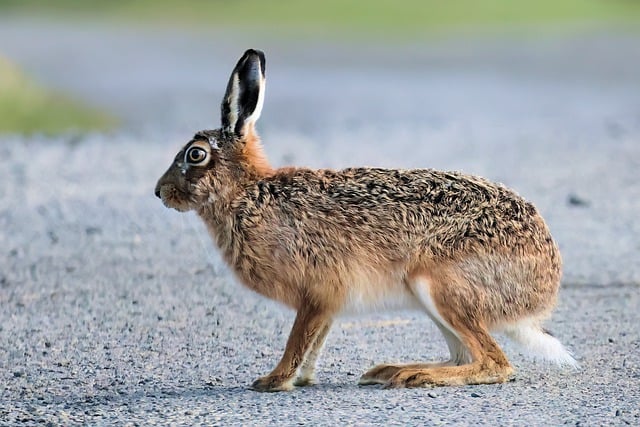 Free download animal mammal hare brown hare free picture to be edited with GIMP free online image editor