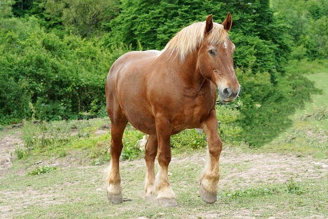 Free download animal mammal horse comtois mare free picture to be edited with GIMP free online image editor