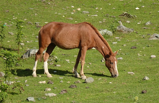 Free download animal mammal horse equine eating free picture to be edited with GIMP free online image editor