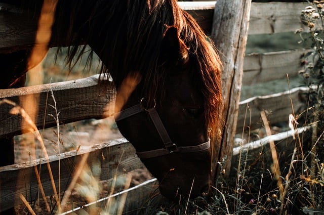Descarga gratuita animal mamífero caballo equino especie imagen gratis para editar con GIMP editor de imágenes en línea gratuito