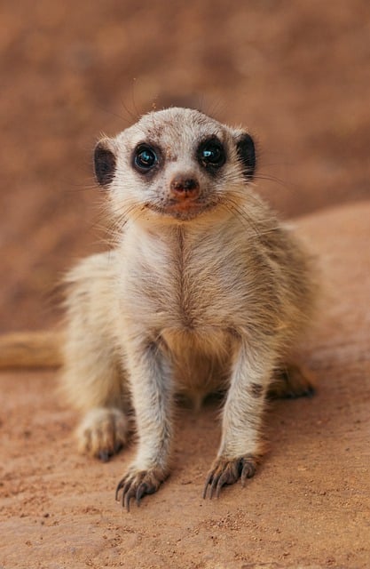 Free download animal mammal meerkat fur africa free picture to be edited with GIMP free online image editor