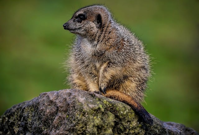Free download animal mammal meerkat suricate free picture to be edited with GIMP free online image editor