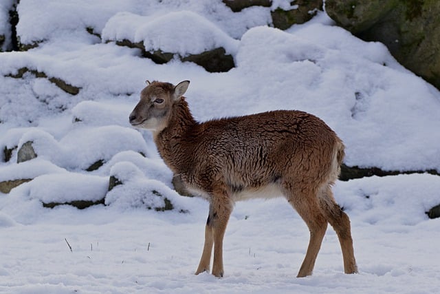 Free download animal mammal mouflon cub snow free picture to be edited with GIMP free online image editor
