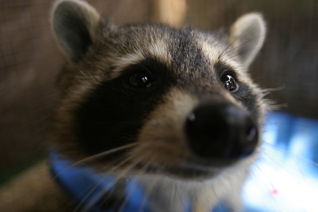 Free graphic animal mammal nature raccoon cute to be edited by GIMP free image editor by OffiDocs
