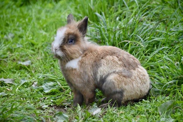 Free download animal mammal rabbit farm animal free picture to be edited with GIMP free online image editor