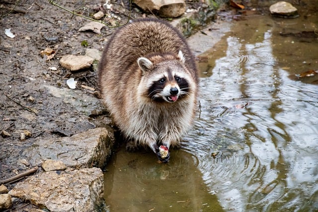 Free download animal mammal raccoon feed free picture to be edited with GIMP free online image editor