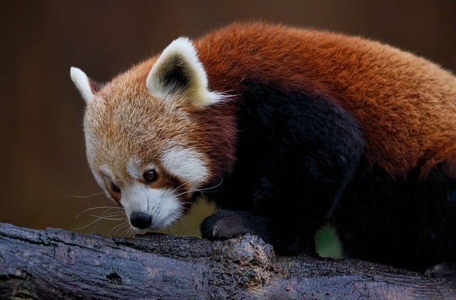 Free download animal mammal red panda species free picture to be edited with GIMP free online image editor