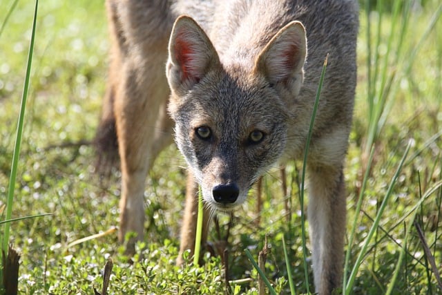 Free download animal mammal species fauna free picture to be edited with GIMP free online image editor