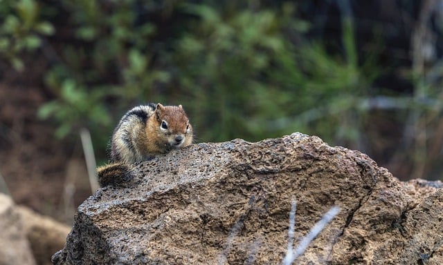 Free download animal mammal squirrel species free picture to be edited with GIMP free online image editor