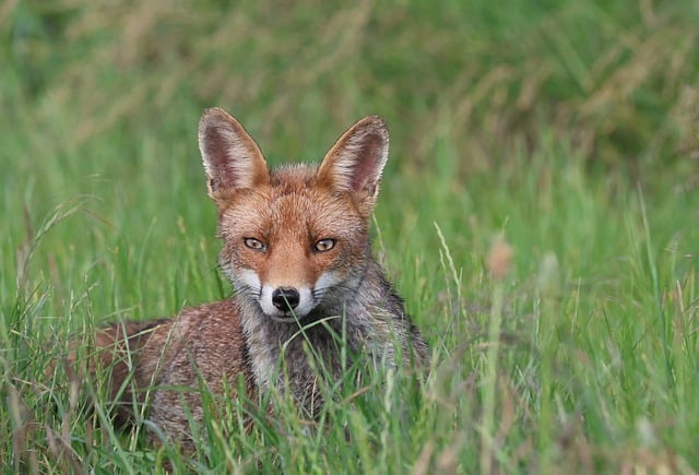 Free download animal mammals red fox hunt nature free picture to be edited with GIMP free online image editor