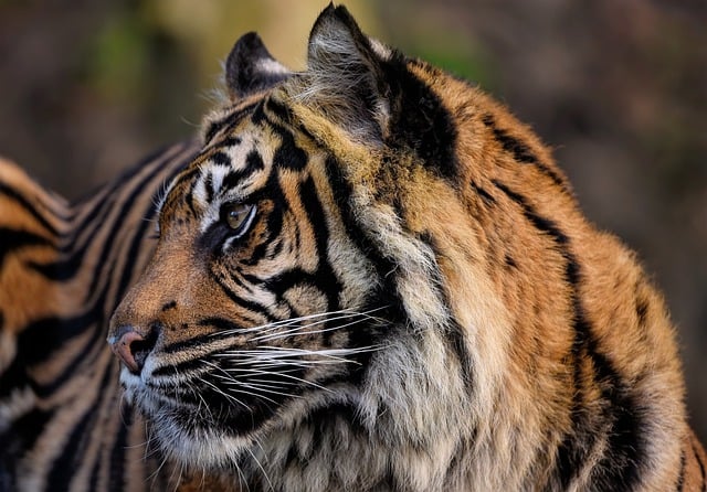 Free download animal mammal sumatran tiger tiger free picture to be edited with GIMP free online image editor