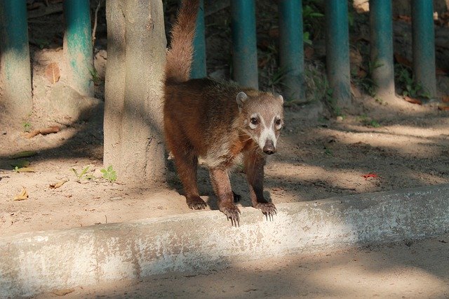 Ücretsiz indir Animal Mammal Tabasco - GIMP çevrimiçi resim düzenleyici ile düzenlenecek ücretsiz fotoğraf veya resim