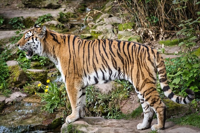 Free download animal mammal tiger wildcat cat free picture to be edited with GIMP free online image editor