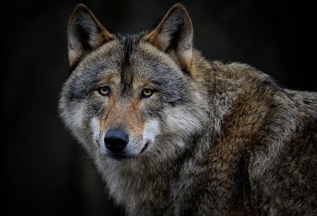 Free download animal mammal wolf species fauna free picture to be edited with GIMP free online image editor