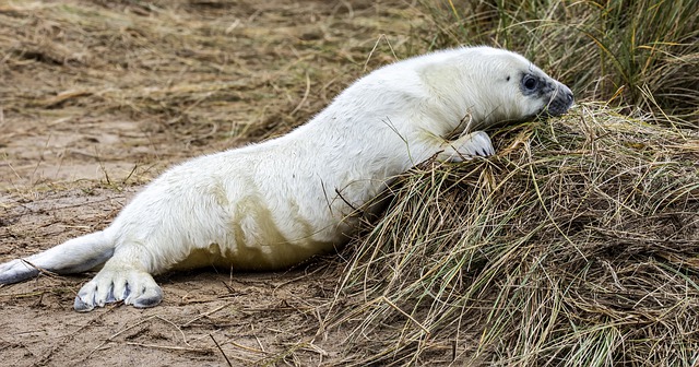 Scarica gratuitamente l'immagine gratuita del cucciolo di foca grigia della foca marina animale da modificare con l'editor di immagini online gratuito GIMP