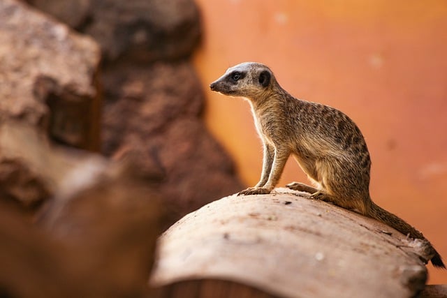 Free download animal meerkat mammal fur africa free picture to be edited with GIMP free online image editor