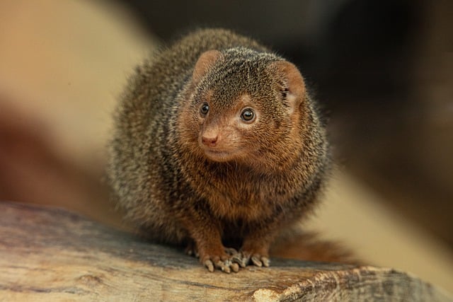 Free download animal mongoose mammal species free picture to be edited with GIMP free online image editor