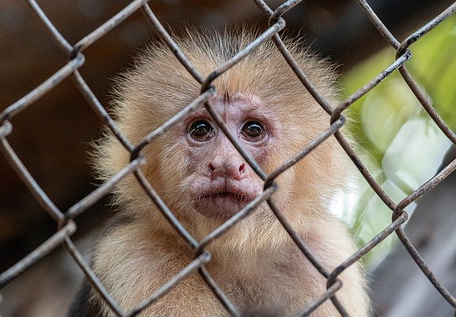 Bezpłatne pobieranie Animal Monkey - bezpłatne zdjęcie lub obraz do edycji za pomocą internetowego edytora obrazów GIMP