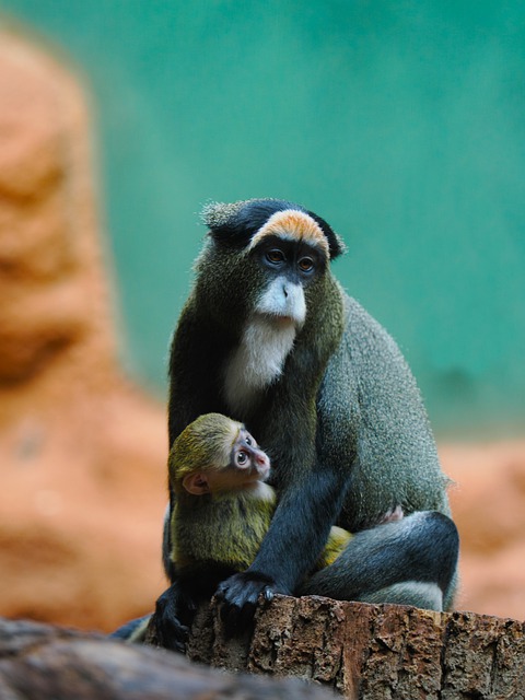 Free download animal monkey mammal family free picture to be edited with GIMP free online image editor