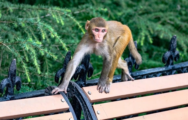 Descărcare gratuită animal maimuță mamifer specii faună imagine gratuită pentru a fi editată cu editorul de imagini online gratuit GIMP