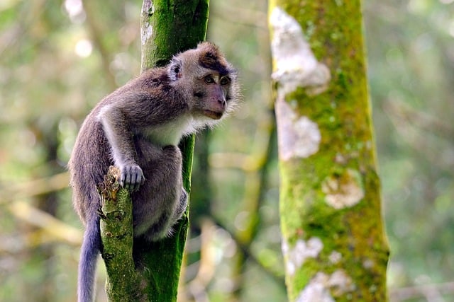Descărcare gratuită animal maimuță primate mamifer imagine gratuită pentru a fi editată cu editorul de imagini online gratuit GIMP