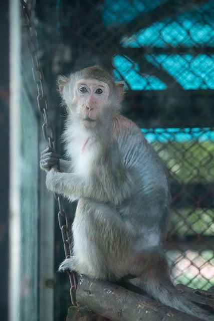 Free download animal monkey zoo mammal species free picture to be edited with GIMP free online image editor