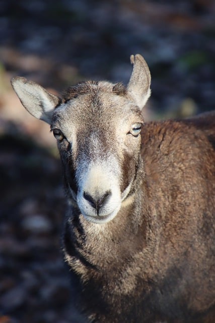 Free download animal mouflon mammal species free picture to be edited with GIMP free online image editor