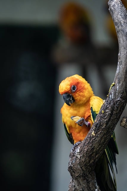 Free download animal natural blue throated parrot free picture to be edited with GIMP free online image editor