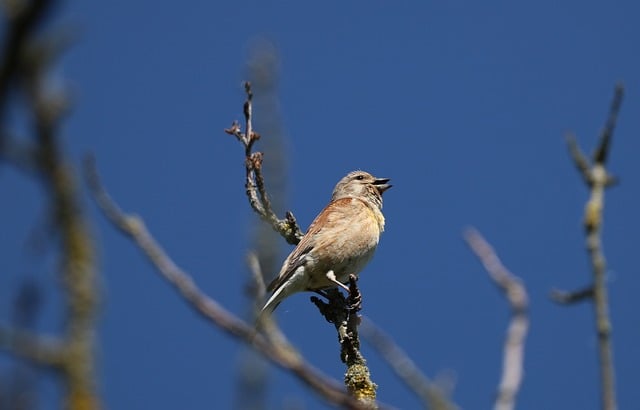 Free download animal nature bird singing free picture to be edited with GIMP free online image editor