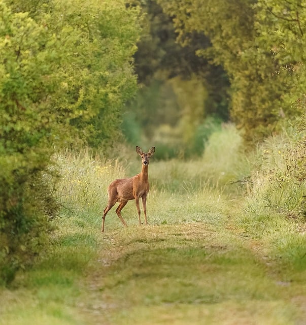 Free download animal nature mammal fauna curious free picture to be edited with GIMP free online image editor