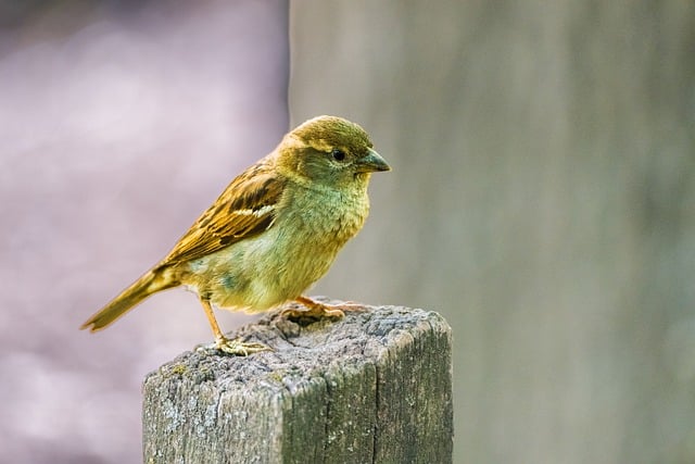 Free download animal nature nature wallpaper bird free picture to be edited with GIMP free online image editor