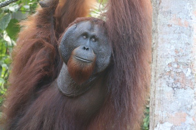 Unduh gratis Animal Nature Orangutan - foto atau gambar gratis untuk diedit dengan editor gambar online GIMP