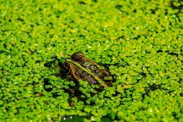Free download animal nature wildlife amphibian free picture to be edited with GIMP free online image editor