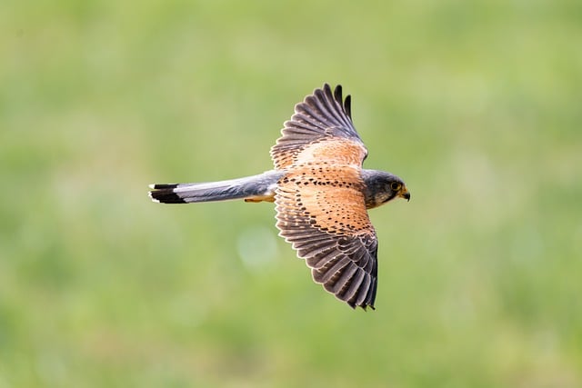 Free download animal nature wildlife bird free picture to be edited with GIMP free online image editor