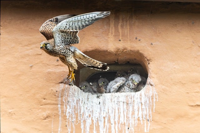 Free download animal nature wildlife wild flight free picture to be edited with GIMP free online image editor