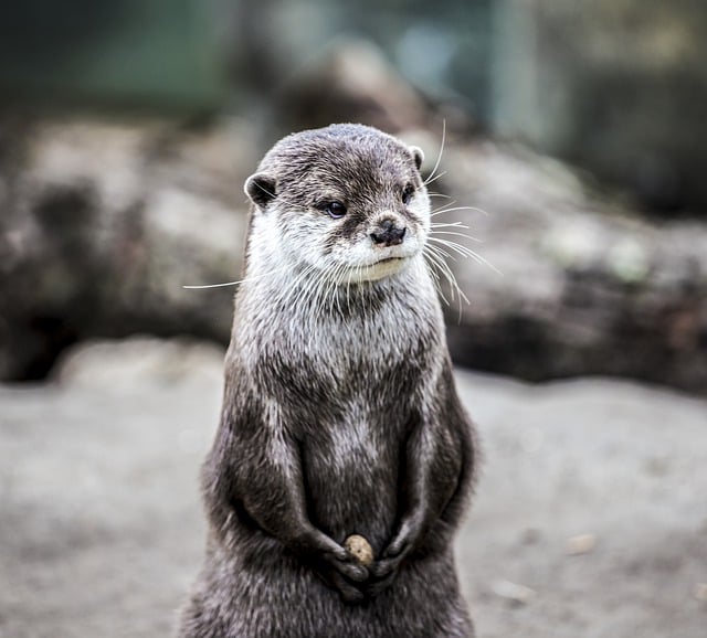 Free download animal otter mammal wild zoo free picture to be edited with GIMP free online image editor