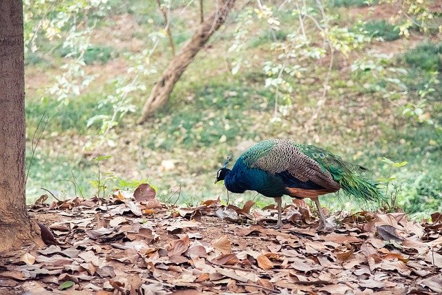 Free download Animal Peacock Zoo -  free photo or picture to be edited with GIMP online image editor