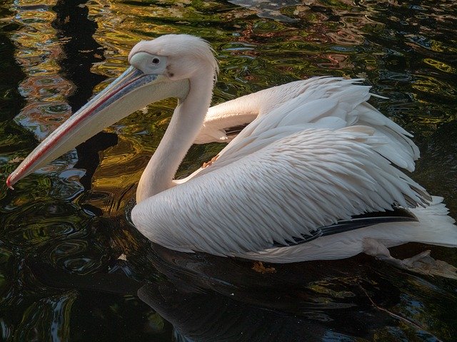 Download gratuito Animal Pelikan Bird - foto o immagine gratuita da modificare con l'editor di immagini online di GIMP