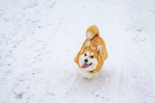 Free download animal pembroke welsh corgi friend free picture to be edited with GIMP free online image editor