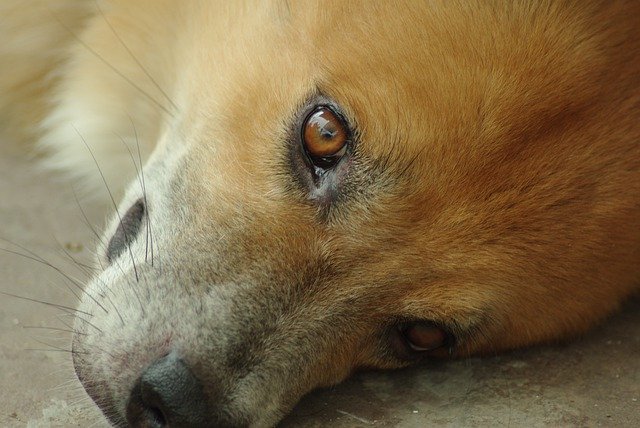 ดาวน์โหลดฟรี Animal Pet Dog - รูปภาพหรือรูปภาพฟรีที่จะแก้ไขด้วยโปรแกรมแก้ไขรูปภาพออนไลน์ GIMP