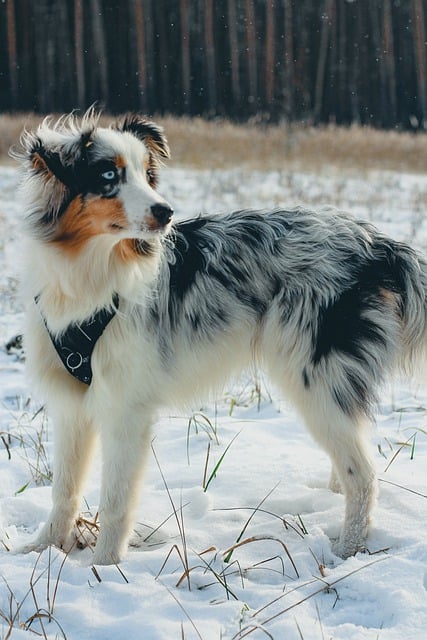 Free download animal pet dog mammal fur free picture to be edited with GIMP free online image editor