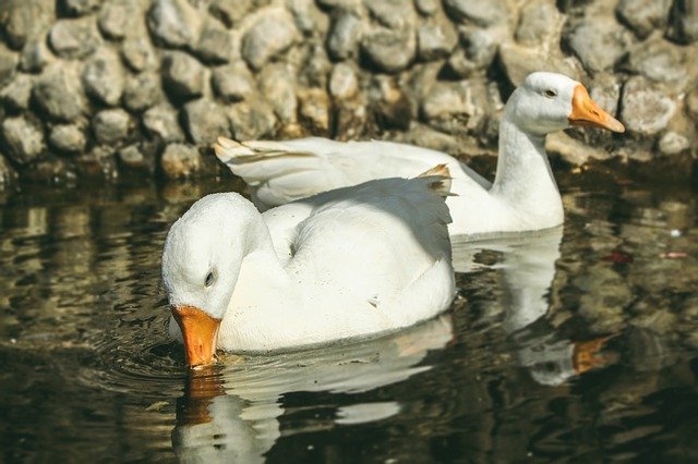 Free download Animal Photography Duck -  free photo or picture to be edited with GIMP online image editor