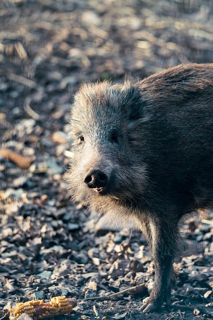 Free graphic animal pig mammal species fauna to be edited by GIMP free image editor by OffiDocs