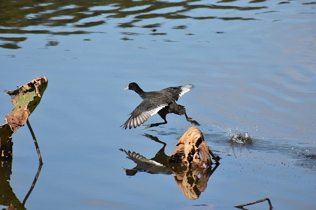 Unduh gratis Animal Pond Waterside - foto atau gambar gratis untuk diedit dengan editor gambar online GIMP