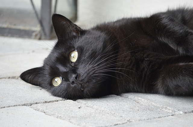 Free download animal portrait cat black cat black free picture to be edited with GIMP free online image editor